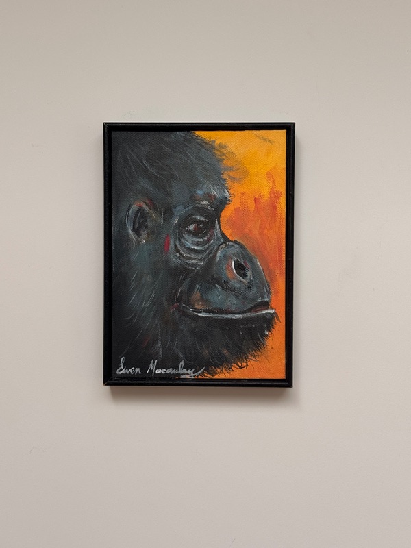 Baby Gorilla